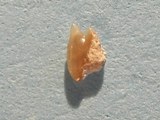 Hajtand